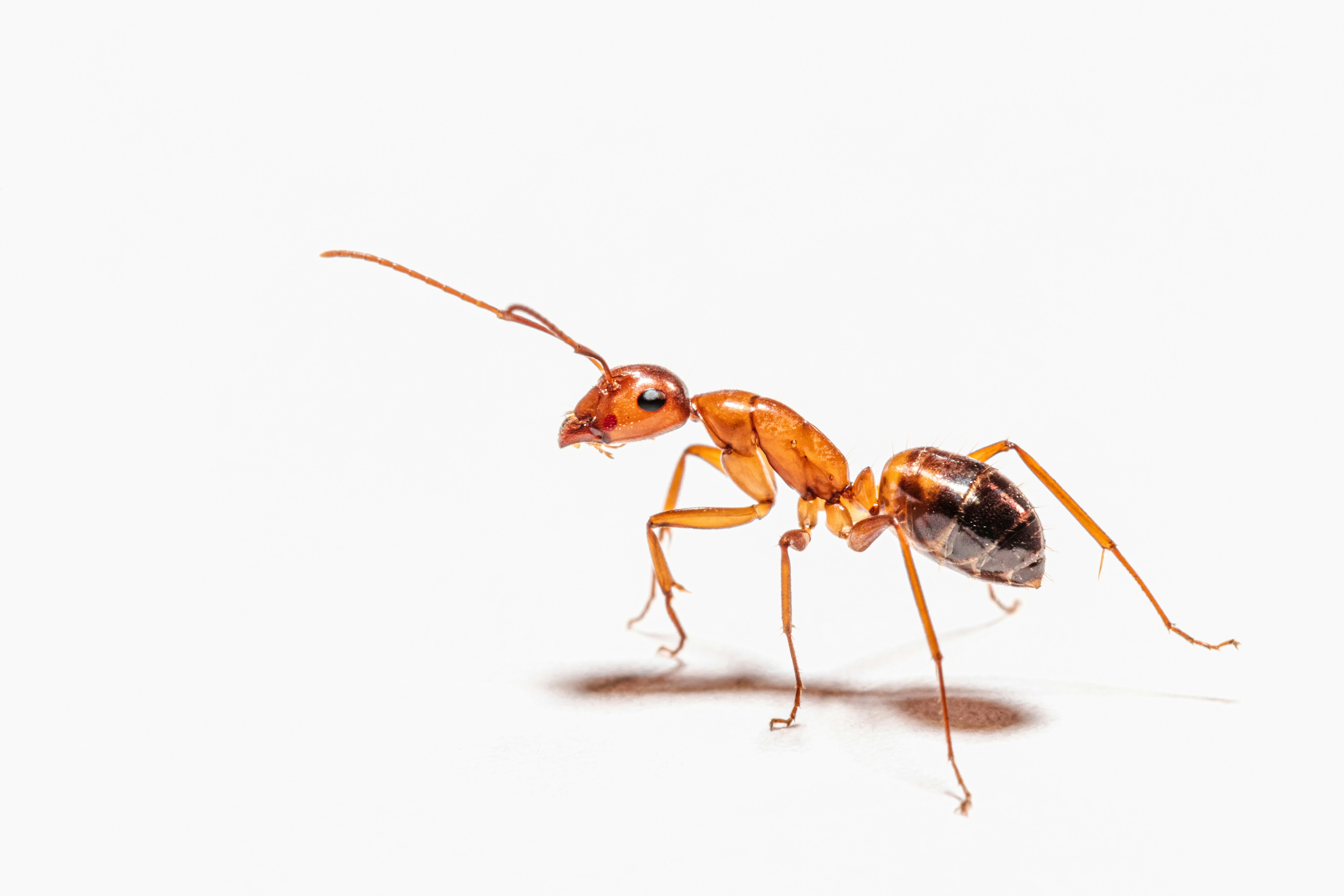Ant & Spider Control