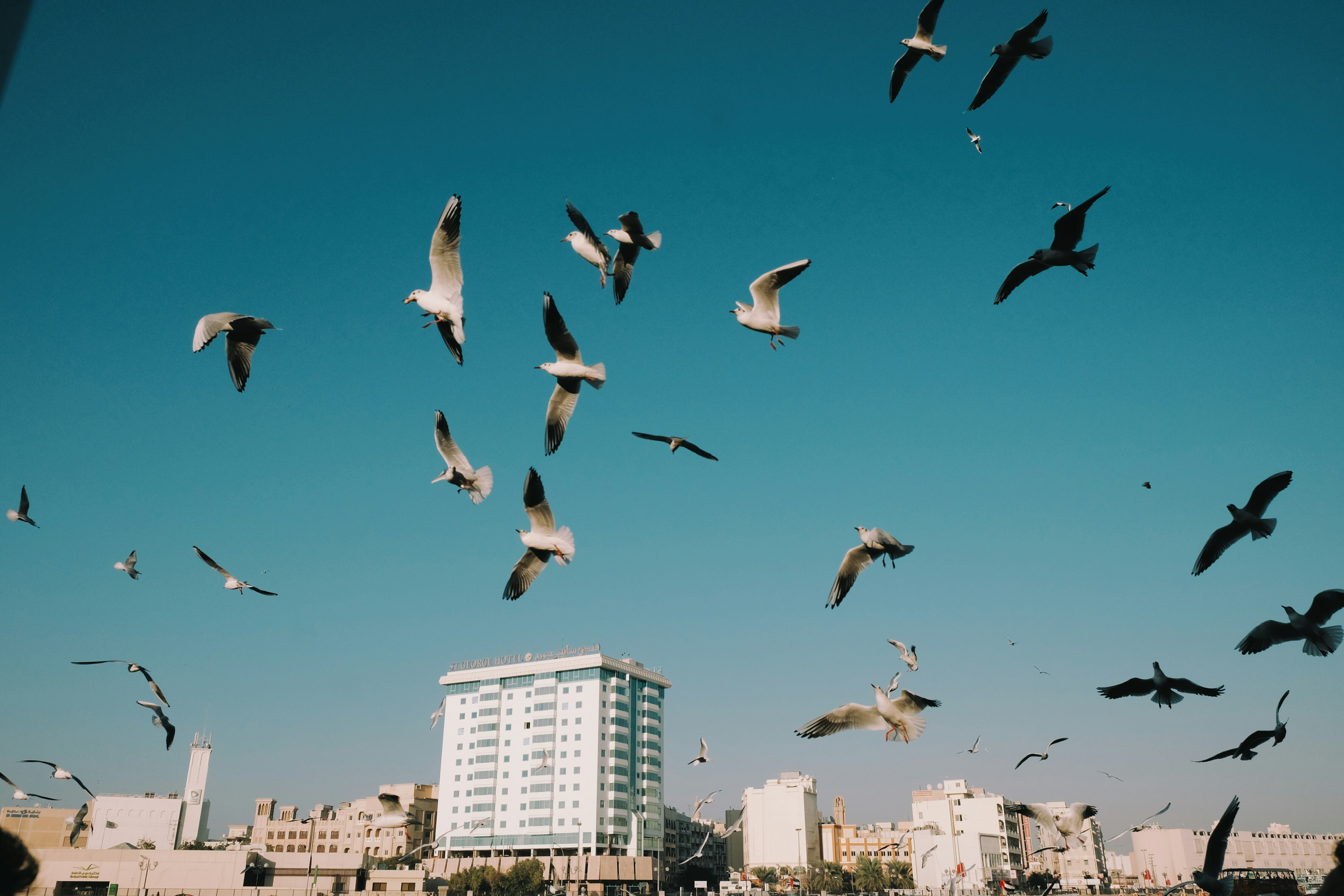 Bird Control