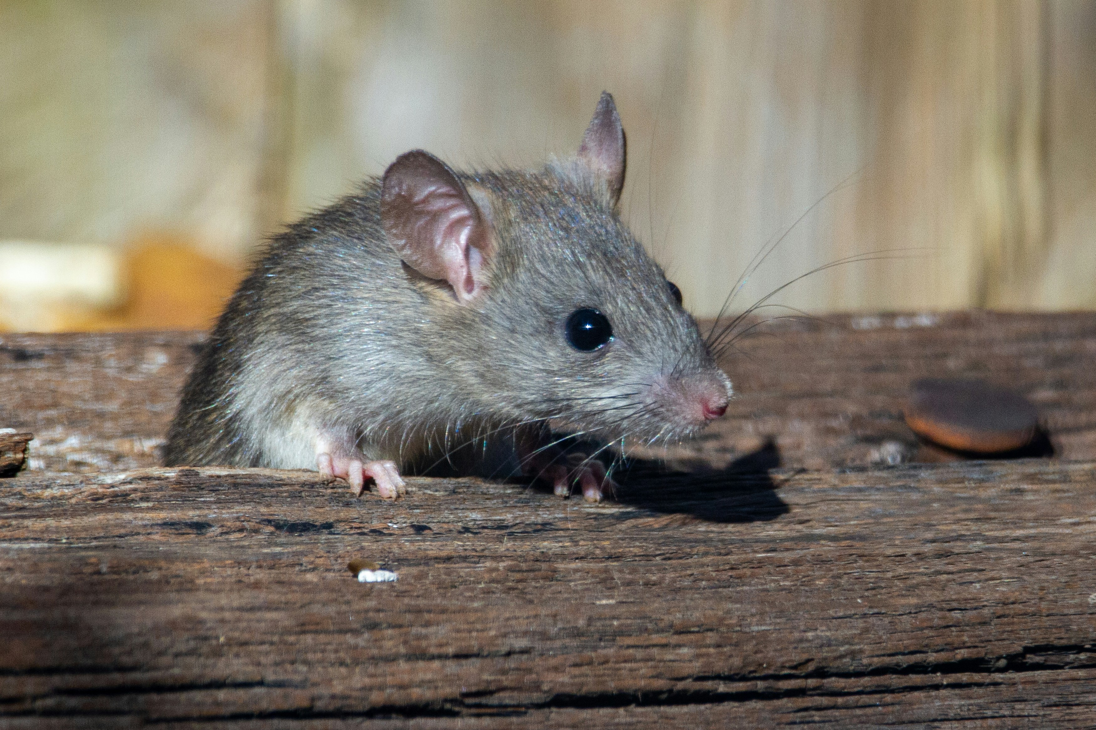 Rodent Control