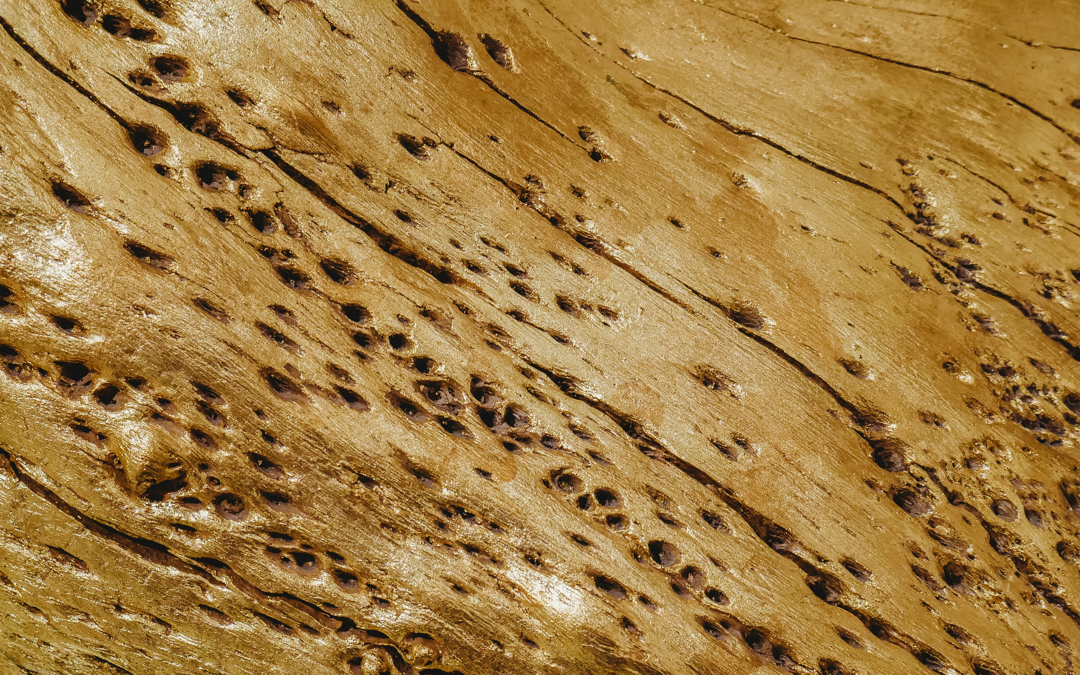Termite Control